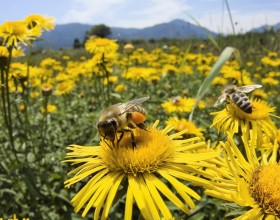 Izobraževanja ČZS v mesecu januarju