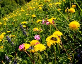 Medovite rastline za čebelarska društva
