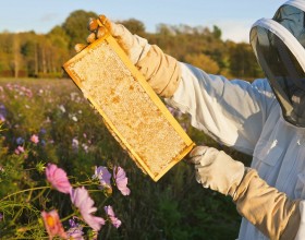 Delavnica zdravstveno varstvo čebel v maju