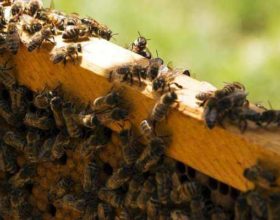 Izobraževanja ČZS v decembru